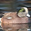 American Wigeon